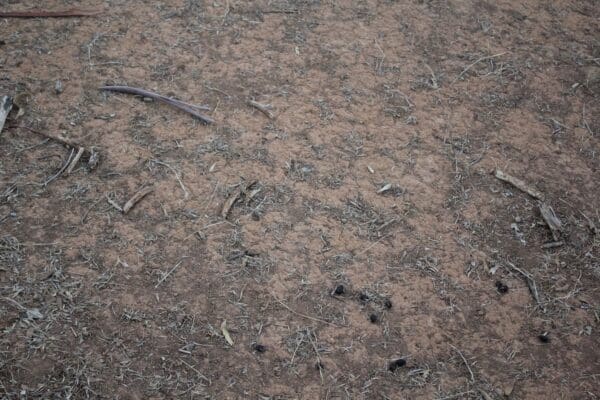 The Soil Conditions in Adelaide before Permaculture
