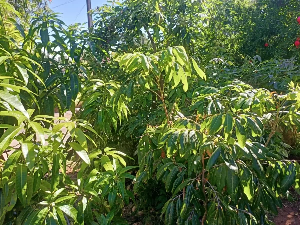 Longan Mango White Sapote Adelaide Permaculture