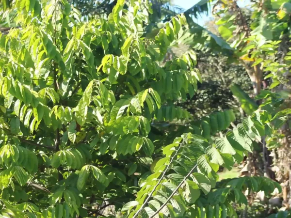 B. 500m² Permaculture Design - Image 2