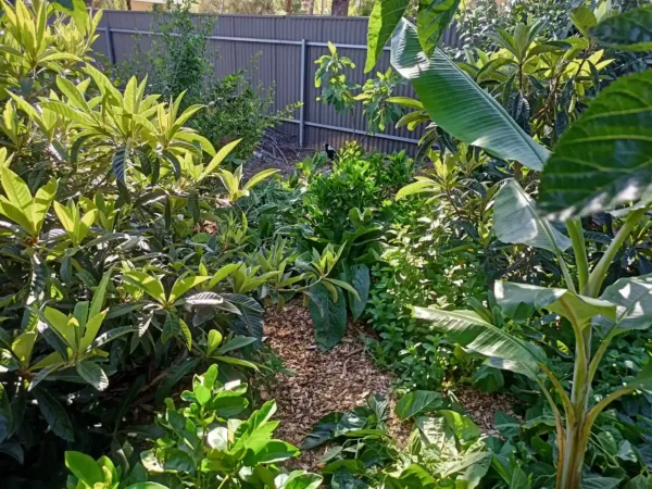 D. ½ Acre Permaculture Design - Image 4